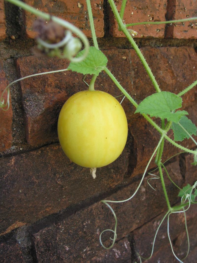 Cucumis melo var. dudaim